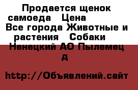 Продается щенок самоеда › Цена ­ 15 000 - Все города Животные и растения » Собаки   . Ненецкий АО,Пылемец д.